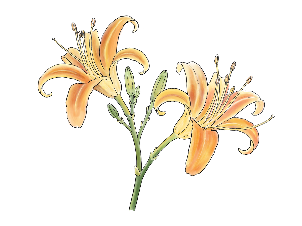 Watercolor illustration of two orange lilies